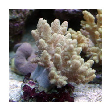 Sinularia polydactyla a branches jaunes 8-12cm