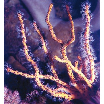 DIODOGORGIA NODULFERA - Gorgonn niet-symbiotische gele vinger