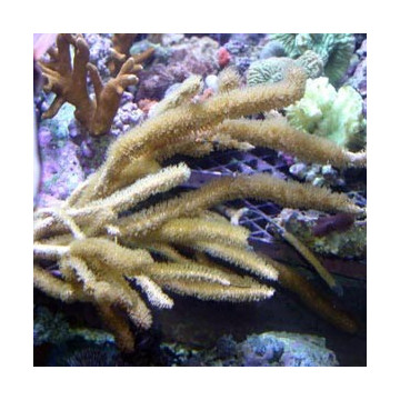 EUNICEA SP - Symbiotic Gorgon Brunette Caribbean 15 cm