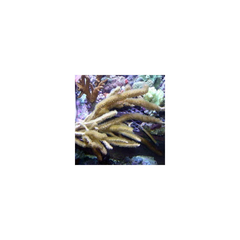 EUNICEA SP - Symbiotic Gorgon Brunette Caribbean 15 cm