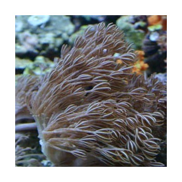 Heteroxenia 3-4 pieds (6-8 cm de hauteur)