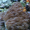 Heteroxenia 3-4 pieds (6-8 cm de hauteur)