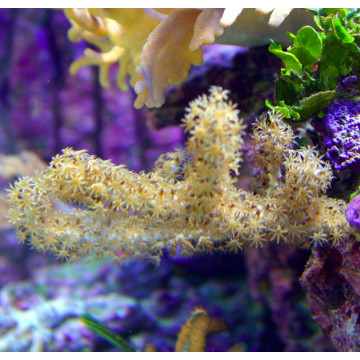 Briareum asbestinum (branchu) 10-15 cm