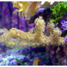 Briareum asbestinum (branchu) 10-15 cm