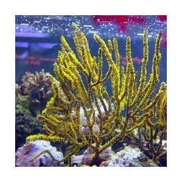 Menella SP - Gorgon rood met gele poliepen