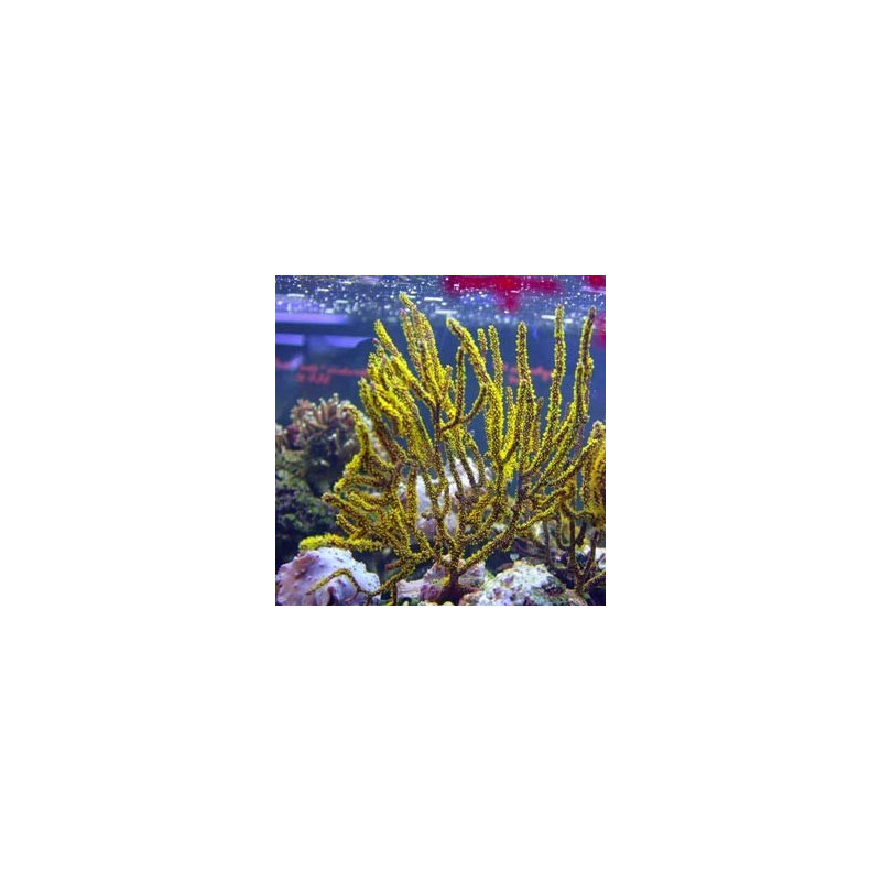 Menella sp - gorgone mauve ou rouge 52,50 € Menella sp - gorgone mauve ou rouge 52,50 €