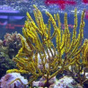 Menella SP - Gorgon rood met gele poliepen