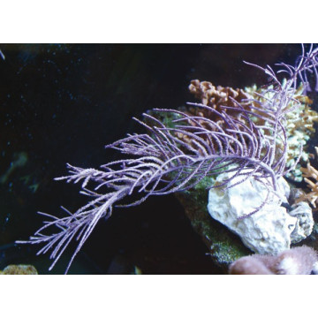 Pseudopterogorgia BIPINNATA - Violet Symbiotische franjes Gorgon 15-20 cm