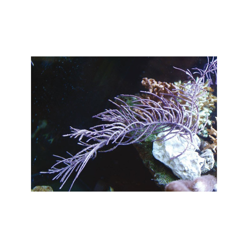 Pseudopterogorgia BIPINNATA - Violet Symbiotische franjes Gorgon 15-20 cm