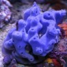Haliclona caerulea - Éponge bleue 5-7 cm