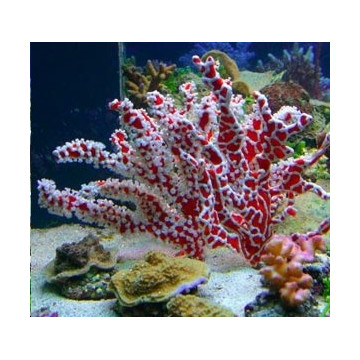 Éponge Trikentrion flabelliformis - éponge-zoanthidae