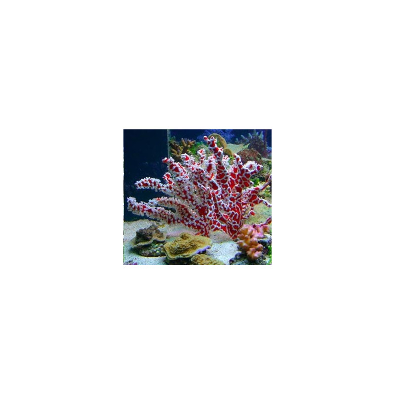 Éponge Trikentrion flabelliformis - éponge-zoanthidae