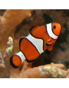 Clownvissen (Pomacentridae)