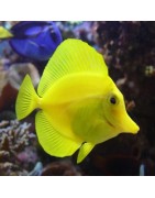 Doktervissen (Acanthuridae)
