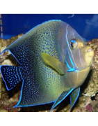 Poissons marin XXL