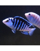 Mbuna du Malawi