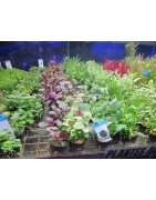 Planten in potten voor 3.75