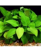 Sterke planten
