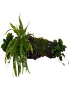 Epifytische planten (om te bevestigen)