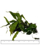 Wortels en decoraties met plantenbedekking
