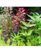 Planten pakketten