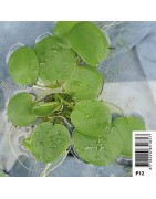 Drijfplanten