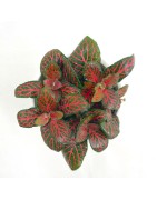 Moerasplanten