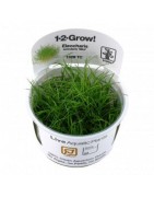 IN VITRO-planten