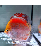 Discus Asiatiques