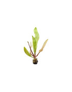Autre Plantes