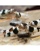 Crevettes