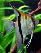 Poissons d'eau douce
