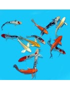 Koï Israël classe AAA 1 jaar