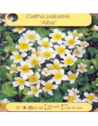 Plantes de bassin C