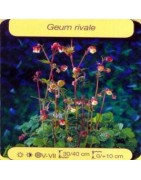 Plantes de bassin G