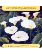 Plantes de bassin Z