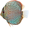 Poissons d'eau douce