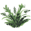 Plantes aquatiques