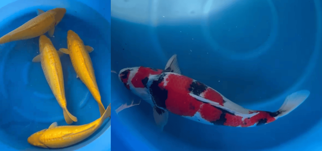 Dag 5 Marusei