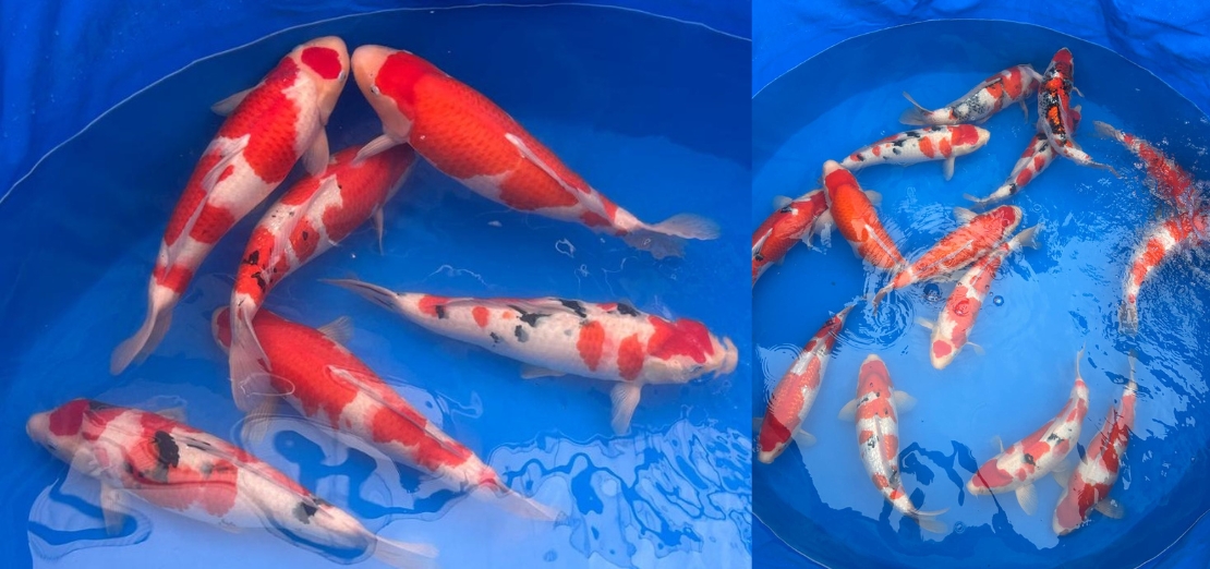 Kohaku, Sanke et Showa de 50 cm – ferme Ooya, Niigata